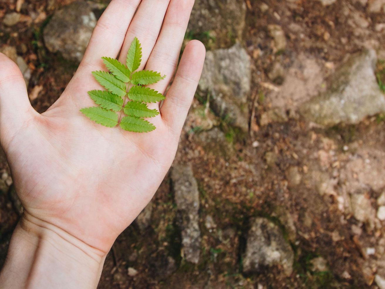 Eine offene Hand, in der ein Blatt liegt